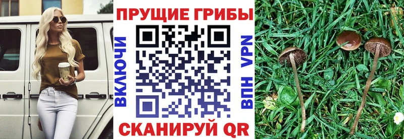 Псилоцибиновые грибы мицелий  Купить  Конаково 